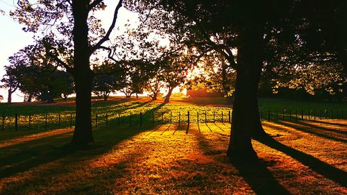 Trees on landscape against sky during sunset