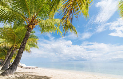 Palm tree on beach against sky