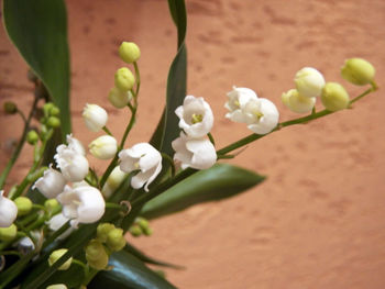Close-up of white flowering plant