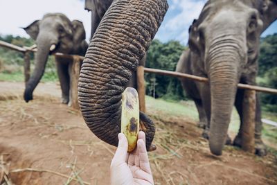 Close-up of hand feeding banana to elephant