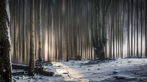 Snow covered landscape