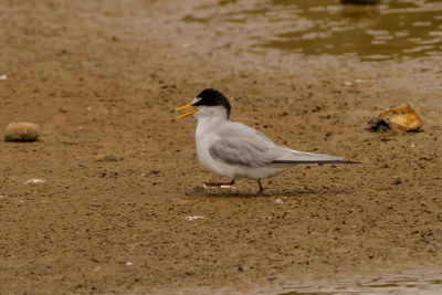 Seagull perching on a beach