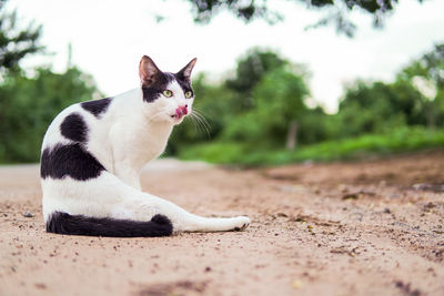 Cat sitting on looking away