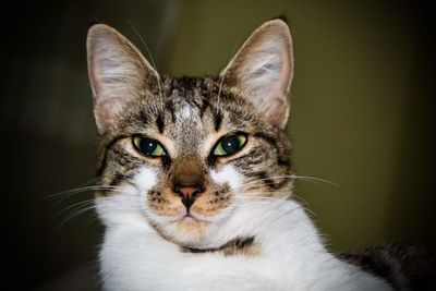 Close-up portrait of a cat