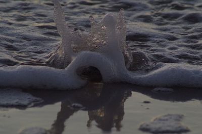 Close-up of turtle swimming in lake