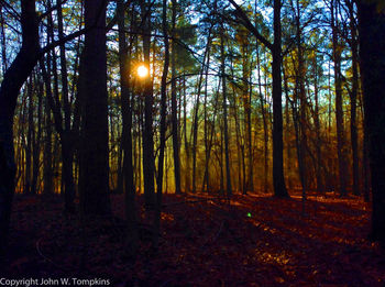 Sun shining through trees in forest