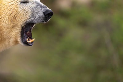 Muzzle of a polar bear with open mouth in front of unfocused background