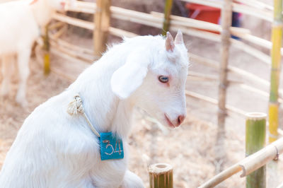 Close-up of white horse