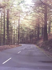 Road amidst trees in forest