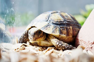 Close-up of a turtle