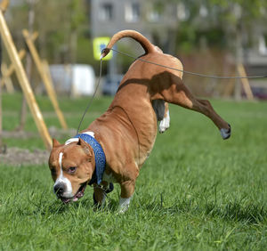 Dog looking away on field