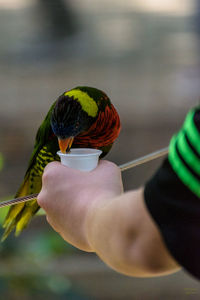 Midsection of person holding bird against blurred background