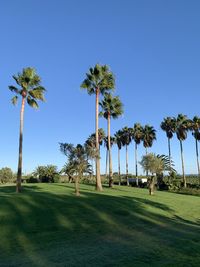 Palm trees on golf course against clear sky