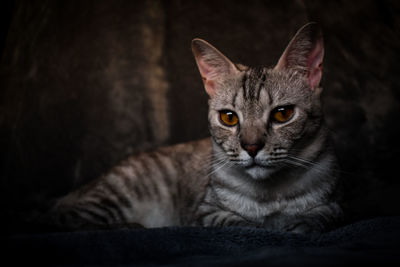 Close-up portrait of tabby cat