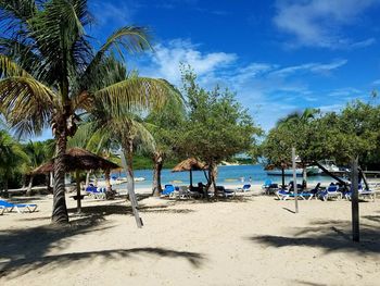 Palm trees on beach against blue sky