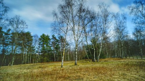 Trees in forest against sky