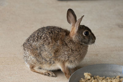 pet