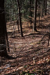 Trees growing in forest during autumn