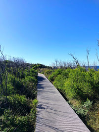 Footpath amidst grass and trees against clear blue sky