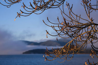 Low angle view of tree against sky