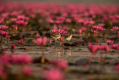 Close-up of pink water lily in lake