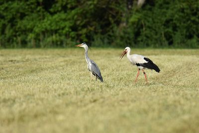 Side view of gray heron and stork on a field