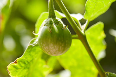 Close-up of fruit