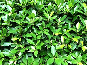 Full frame shot of plants