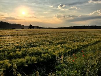 Scenic view of field against sky during sunset