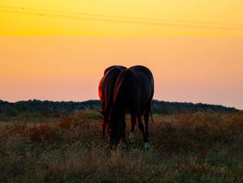 Horse grazing in field