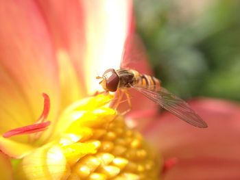 Hover fly pollinating a flower