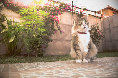 Cat by plants