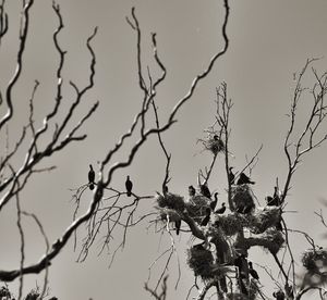 Low angle view of bird perching on branch