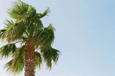 Low angle view of coconut palm tree against clear sky