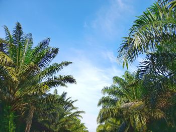 Low angle view of palm trees against sky