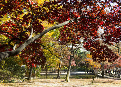 People in park