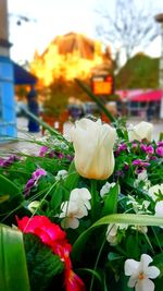 Close-up of flowers blooming outdoors