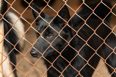 Close-up of chainlink fence in cage at zoo