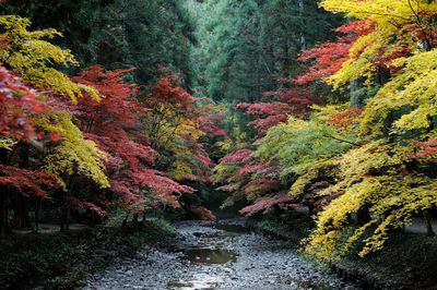 Plants by river in forest during autumn