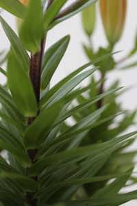 Close-up of fresh green plant