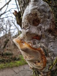 Close-up of statue against tree trunk