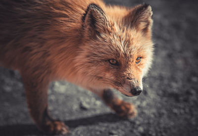 Close-up of an animal looking away