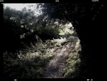 Trees growing in forest