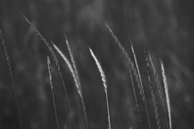 Close-up of plant against white background