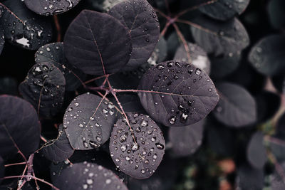 Close-up of wet plant leaves during rainy season