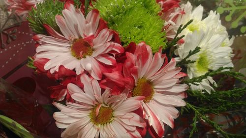 Red flowers blooming outdoors