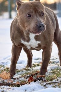 Portrait of dog in snow