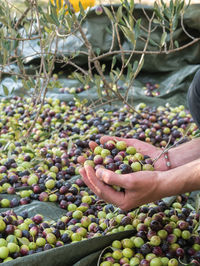 Cropped hands of man holding olives over tarpaulin