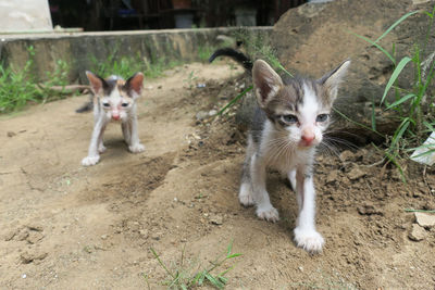 Portrait of cats on field