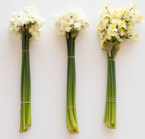 Close-up of white flowers in vase